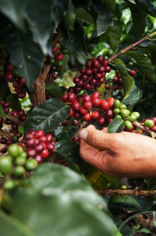Cosecha cafetera de Antioquia requiere 85 mil recolectores