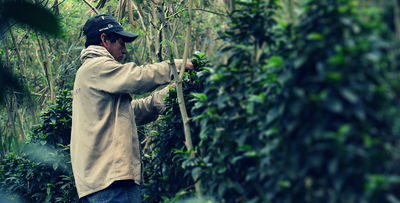 El agro colombiano generó 252.000 nuevos empleos entre diciembre 2017 y febrero 2018